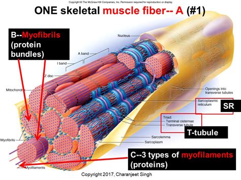 Organization Of Skeletal Muscle Physiology Of Muscle Contraction