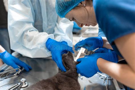 Cirurgia Para Animais Foto De Stock Imagem De Cuidado