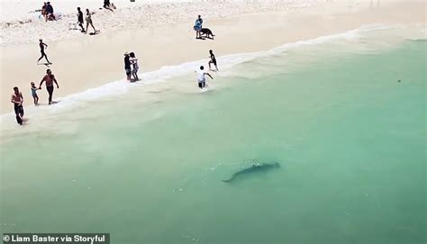 Terrifying Moment Beach Goers Spot A Massive Tiger Shark In Perth