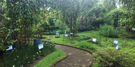 Kebun Tanaman Obat Homecare