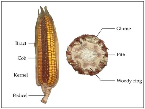 Agricultural Experts Discuss Corn Parts Of The Plant Waste - RYZE Superfoods