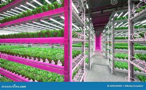 Hydroponic Indoor Vegetable Plant Factory In Exhibition Space Warehouse