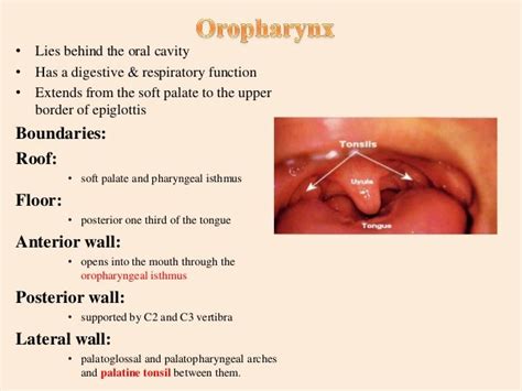 Lec.5,pharynx pt&rc