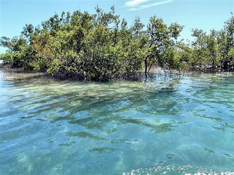 Saving Mangroves and Endangered Habitats – Repeating Islands