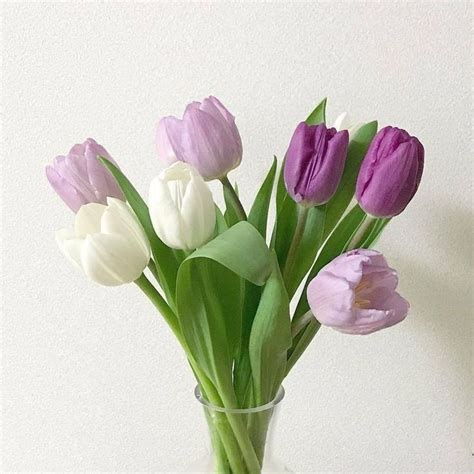 Pin by 𓂃 𖥻 𝓙𝒆𝒏𝒊𝒇𝒆𝒓 ﾠ on ៹ ᴘᴜʀᴘʟᴇ ᴘɪɴᴋ Tulips Purple