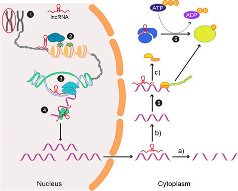 Long Non Coding Rnas Mechanisms Of Action Lncrnas Control Protein