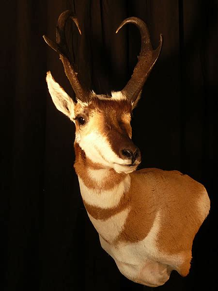 Antelope Taxidermy In Wyoming And Colorado