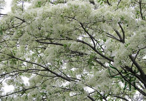 Chionanthus Retusus 10 Seeds Flowering Chinese Fringe Tree Bonsai The Plant Attraction