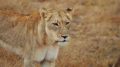 Lions with their Cubs by Alpha Visuals | Royalty Free Stock Footage ...