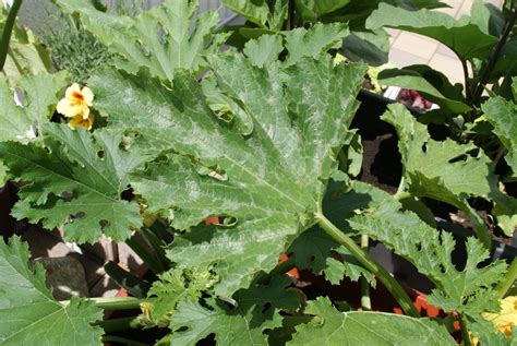 Zucchini gelbe Flecken auf den Blättern Hausgarten net