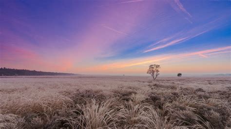 Beautiful Light Purple Sky Above Brown Grass Field 4K HD Nature Wallpapers | HD Wallpapers | ID ...