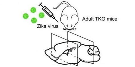 Zika Infects Adult Neural Progenitors Too The Scientist Magazine