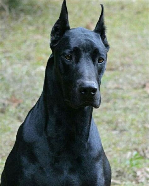 All Black Dobermann