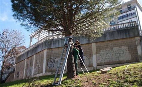 Santurtzi Instala Trampas Con Feromonas En Su Campa A Contra La