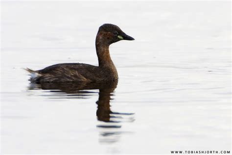 Sigma 200 500mm F28 Apo Ex Dg Review • Tobias Hjorth Nature Photographer