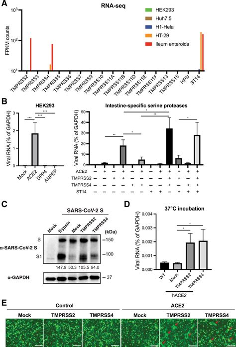 Tmprss2 And Tmprss4 Promote Sars Cov 2 Infection Of Human Small Intestinal Enterocytes Science