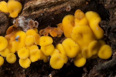 Yellow Fungi Yellow Fungi Under A Rotting Log Jon Sullivan Flickr