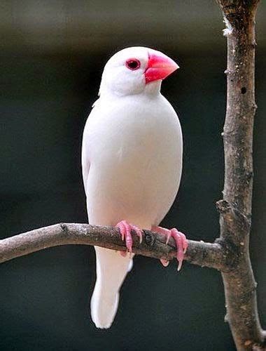 Birds Paradise Java Finch Bird