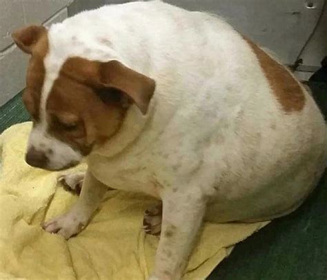 Pearl La Perra Que Bajó Más De 17 Kilos Gracias A Una Estricta Dieta Y Evitó Ser Sacrificada