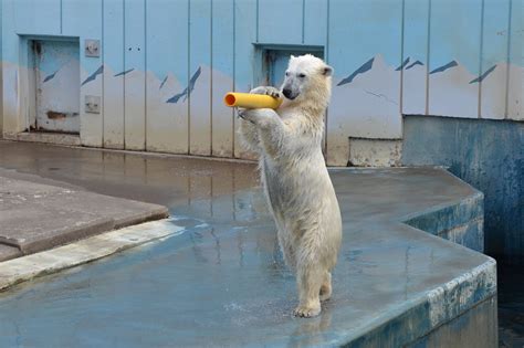 ホッキョクグマのいる動物園は？ホッキョクグマのいる水族館は？飼育展示園館まとめ アリエスコム Ariescom