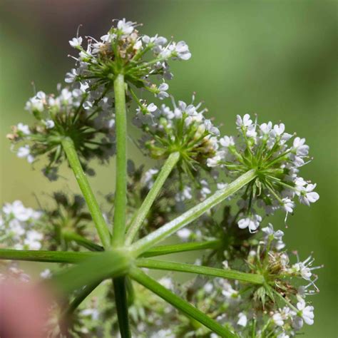 Apiaceae Water Monflora