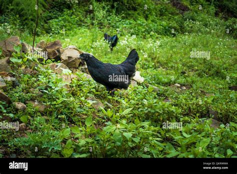 Kadaknath Also Called Kali Masi Is An Indian Breed Of Chicken They