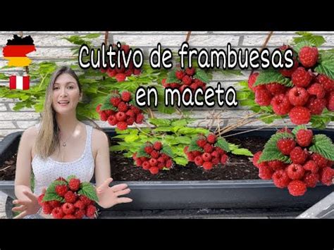 Jardiner A De Frambuesas En Macetas Todo Lo Que Necesitas Saber Youtube