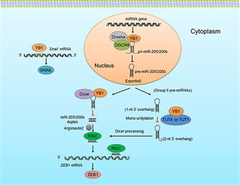 Study Reveals How Y Box Binding Protein Promotes Cancer Metastasis