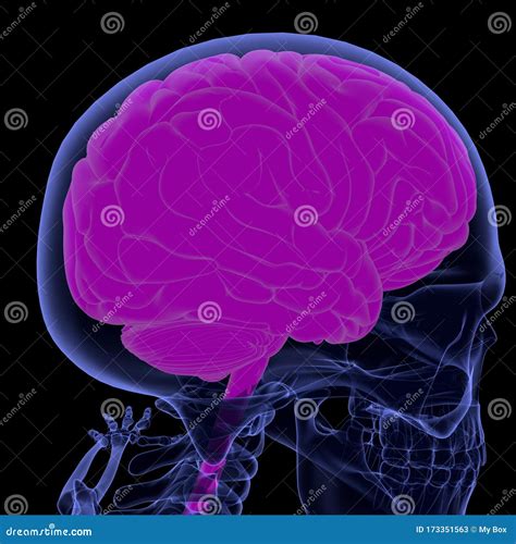 3d Illustration Human Skeleton And Brain 3D Render Stock Illustration