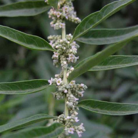 Verveine Menthe D Argentine Vente Aloysia Polystachya