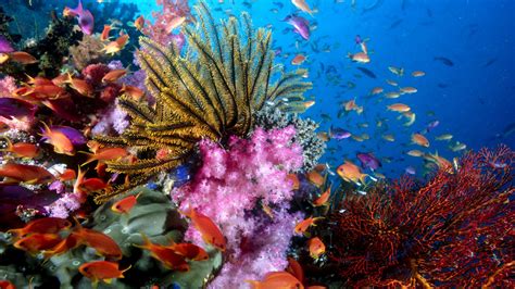 X High Resolution Wallpapers Widescreen Sea Life