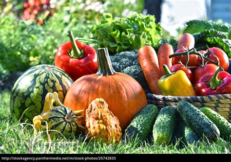 Vielfalt An Frischem Bio Gem Se Und Obst Im Garten Lizenzfreies Bild