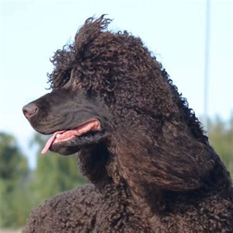 Todo Sobre El Perro Perro De Agua Irland S Precios Tipos Car Cter