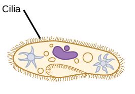 Zooming in on cilia sheds light into blinding diseases