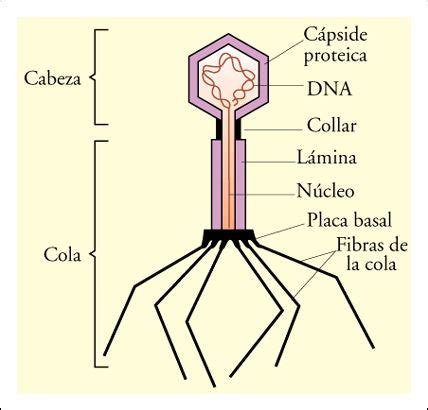 Reinos Microbiolog A