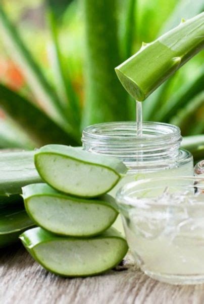 Estos Son Los Beneficios Del Aloe Vera Para El Cabello MUI