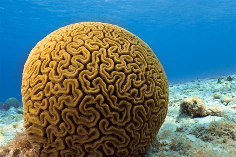 Grooved Brain Coral Brian Cole Flickr