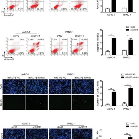 Effects Mir 373 And Sirt1 On Apoptosis Of Pc Cells A Detection Of