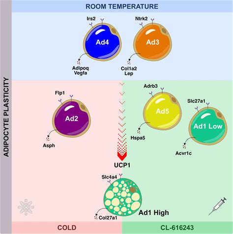 Multidimensional Single Nuclei RNA Seq Reconstruction Of Adipose Tissue