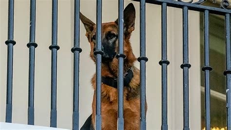 Commander Il Cane Di Biden Stato Allontanato Dalla Casa Bianca