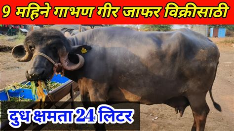 24 लिटर दुध देणारी पीवर गीर जाफर विक्रीसाठी Gir Jafarbadi Buffalo For Salejafarbadi