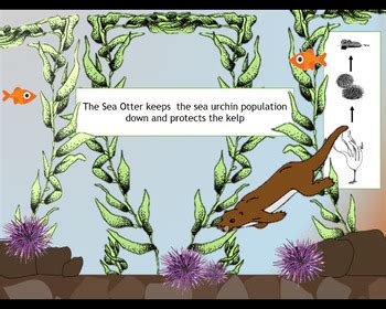 Sea Otter Keystone Species Powerpoint Animation by Sar i | TPT