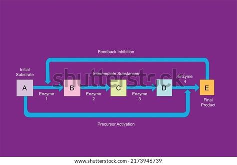 Enzyme Substrate Complex Graphic: Over 25 Royalty-Free Licensable Stock ...