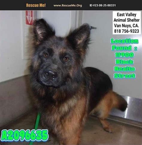 Adopt German Shepherd Rescue Van Nuys Ca