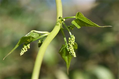 Dioscorea communis Tamus communis Nombre común Castellano Flickr