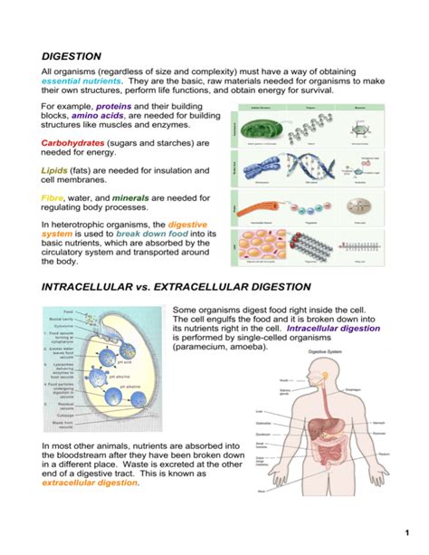 DIGESTION INTRACELLULAR vs. EXTRACELLULAR DIGESTION