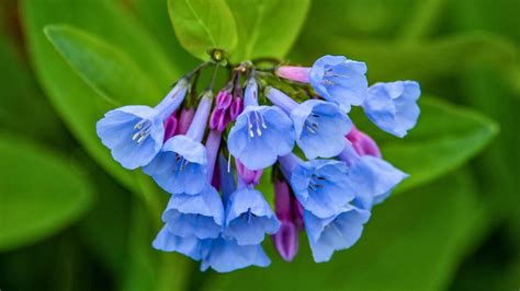 10 Pretty Purple Shade Perennials Every Garden Needs