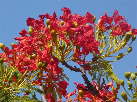 Delonix Regia Tenerife Costa Del Silencio Delonix Regia Flickr