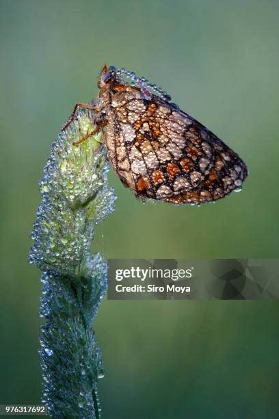 351 Fuzzy Moth Stock Photos, High-Res Pictures, and Images - Getty Images