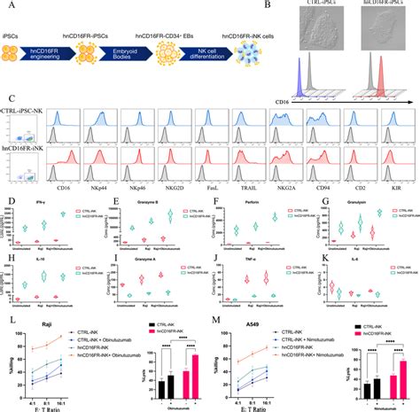 phenotypic characterization  ipsc derived nk cells expressing